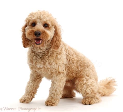 Image result for Dogs 101 Cockapoo