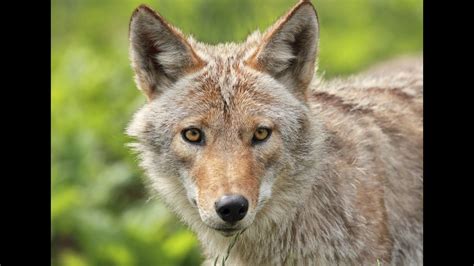 Tips for protecting your pets during coyote mating season in CT | fox61.com