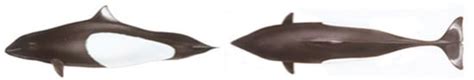 Numerical Simulation of Bionic Underwater Vehicle Morphology Drag ...