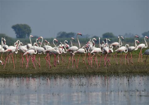 These 10 Wetlands In India Must Be On Every Birdwatcher's Winter List