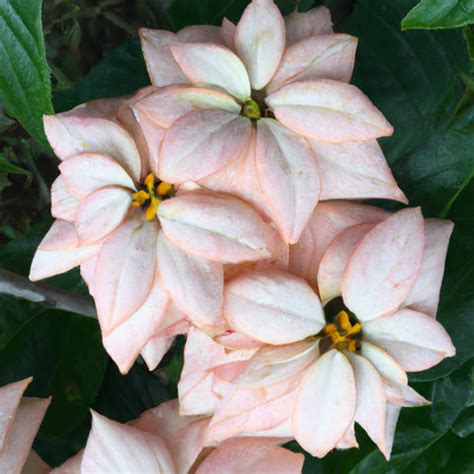 A Guide to Mussaenda Plants and How They Can Turn Your Garden into a W ...