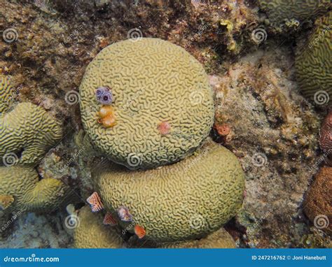Phylum Cnidaria Coral