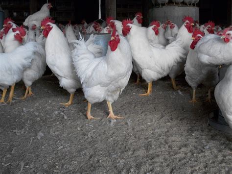White Plymouth Rock Chicken - Baby Chicks for Sale | Cackle Hatchery®