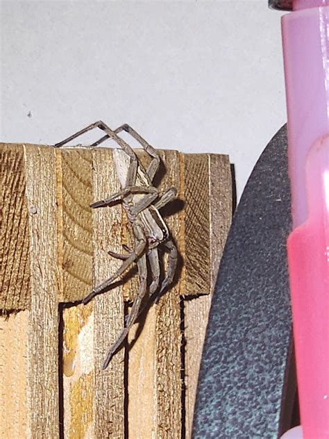 Is this a wolf spider? I've never seen one so big here (Texas) : r ...