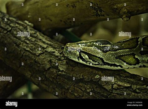 Python Mouth Open Deer 的图像结果