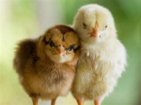 Raising Chickens: Baby Chicks in 3 Easy Steps | MannaPro