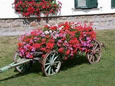 giardini in fiore foto fiori gerani geranio gerani fiori giardino giardini in fiore foto fiori gerani geranio gerani fiori giardino