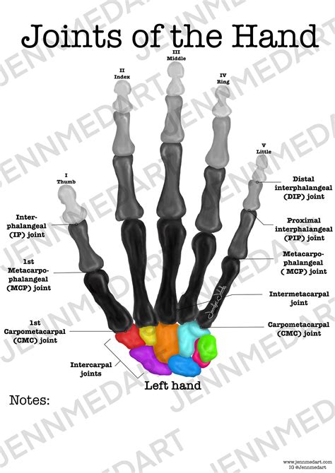 Hand Anatomy Joints at JENENGE blog