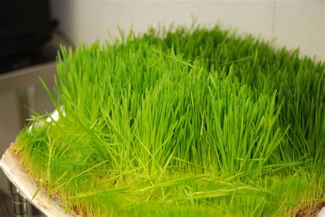 Electric Beet Juice Co. — Cameron Jennings Design