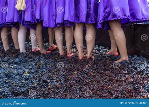 Treading Grapes in Vintage in Queretaro, Mexico Stock Image - Image of ...