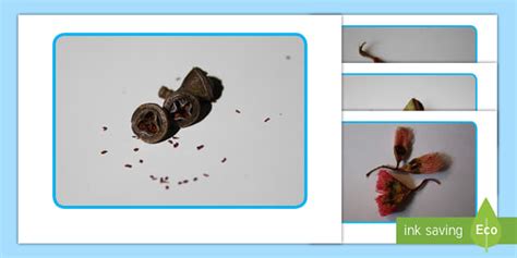 Gumnuts Life Cycle Photo Pack (teacher made) - Twinkl