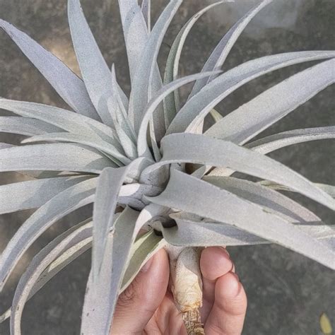 Buy Rare Tillandsia Capitata 'Giant White' - Air Plant Online in India ...