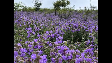 Neelakurinji Chikmagalur 2022| Rare Neelakurinji flowers blossom in ...