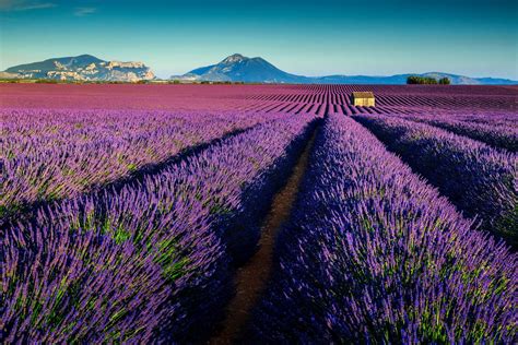 Lavender Fields France | Riviera Bar Crawl Tours - French Riviera