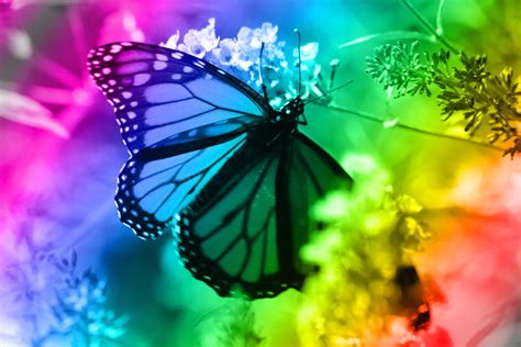 Rainbow butterfly, Art pages, Butterfly