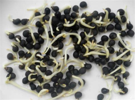 How to grow Okra plant from seeds in India – TrustBasket