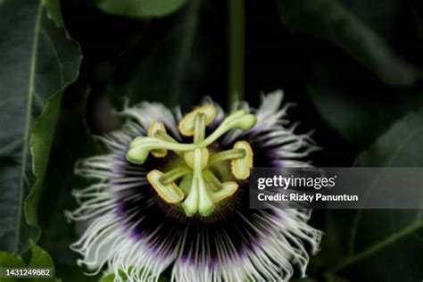 Image result for Passion Java Snakes