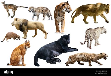 Image result for African Predators vs Predators