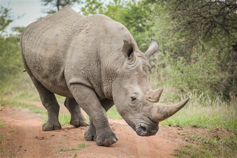 Image result for Rhino Shield Skin Tutorial