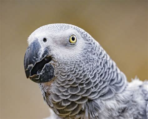 Download wallpaper 1280x1024 parrot, bird, beak, feathers, gray ...