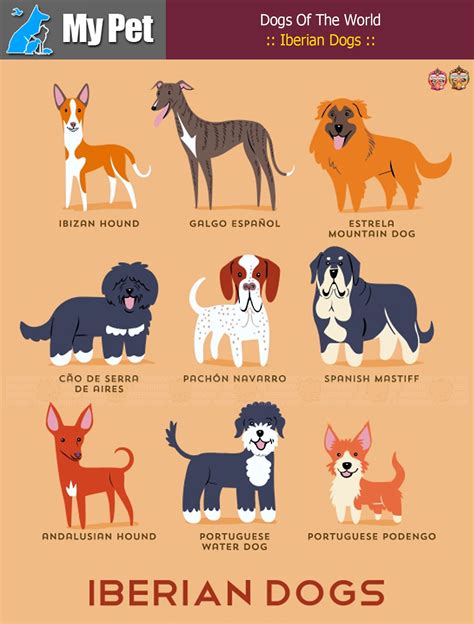 :: Iberian Dogs :: From SPAIN and PORTUGAL. SPAIN: Ibizan Hound, Galgo Espanol (Spanish ...