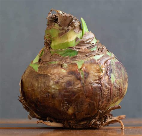 Growing Amaryllis Indoors - Guide to Forcing Amaryllis Bulbs