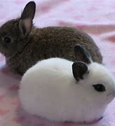 Image result for white baby bunny breeds