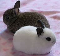Image result for Fluffy House Bunnies