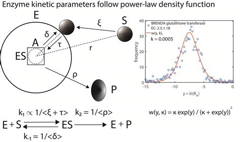 Theoretical Biology and Biophysics Group