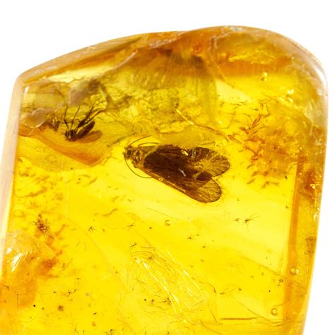 Amber With Insects Fossil Insect Inclusions in Genuine Baltic - Etsy