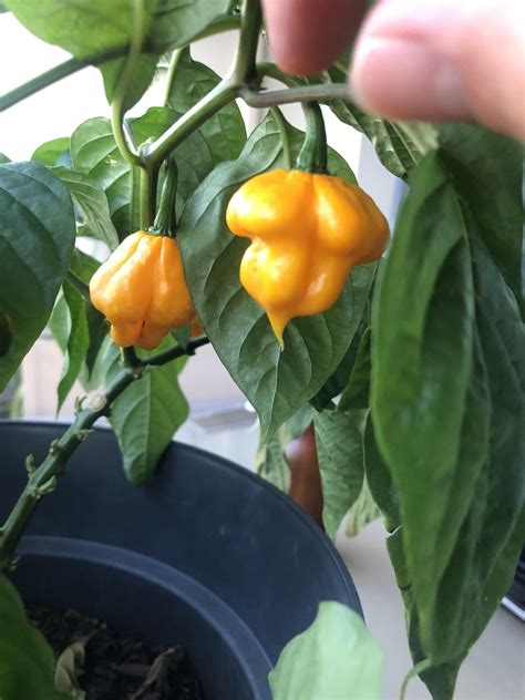 I was growing two seeds. White ghost pepper and yellow scotch bonnet ...