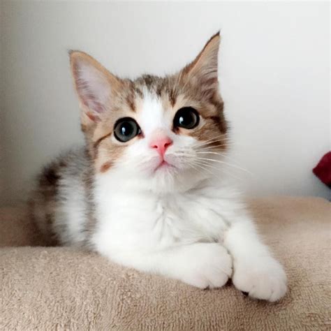 猫 画像 に対する画像結果