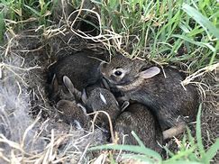 Image result for Rabbit Nest