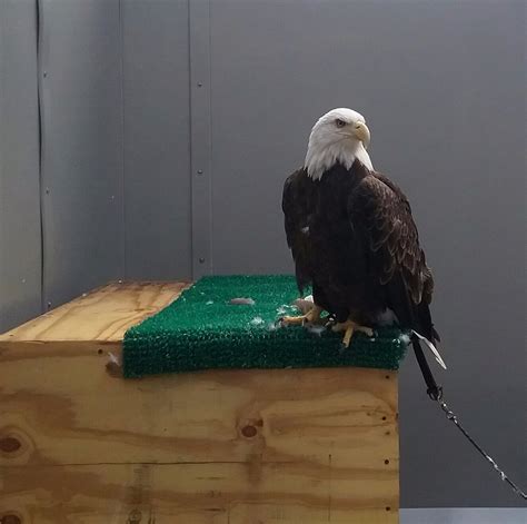 THE RAPTOR CENTER (2025) All You Need to Know BEFORE You Go (with ...