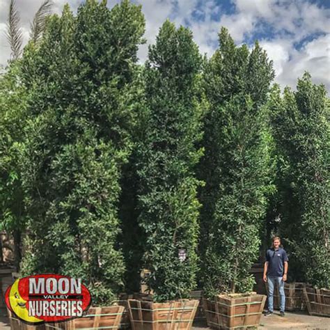 Moon Valley Nursery - GroWest Nursery Indian Laurel Columns Evergreen ...