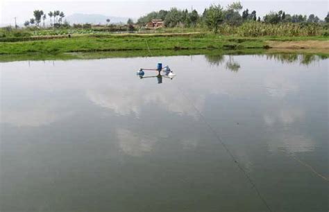 在池塘中养殖草鱼的方法 - 农敢网