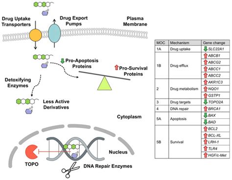 Mechanisms of Anticancer Drug Resistance in Hepatoblastoma