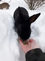 Image result for A Baby Rabbit in the Woods
