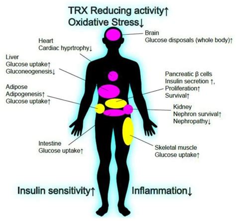 TXNIP/TBP-2: A Master Regulator for Glucose Homeostasis