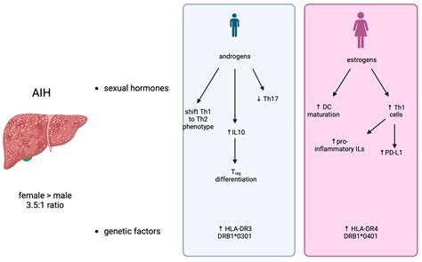 Are Gender Differences Important for Autoimmune Liver Diseases?