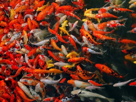 Live Koi Fish Ponds