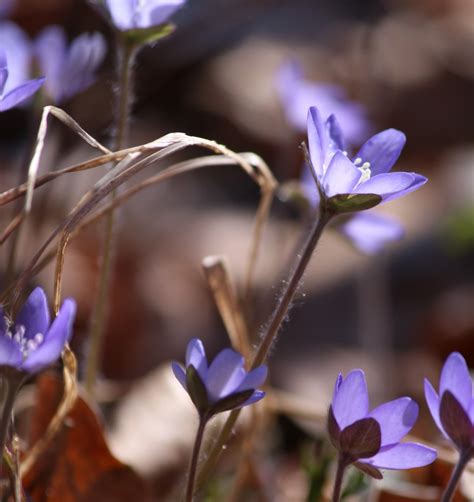 Blue Clues Flower 的图像结果