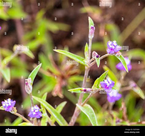 Purple colour hi-res stock photography and images - Alamy