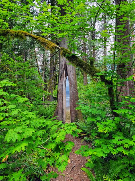 Image result for Sesame Tree Tumblr