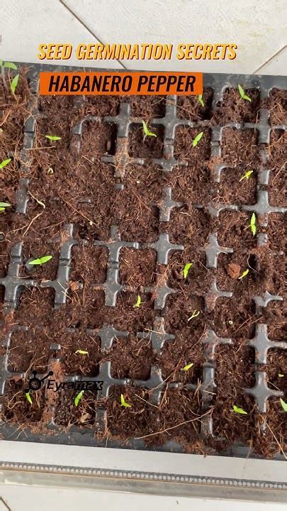 habanero pepper seed germinationDownload it from habanero pepper seed ...
