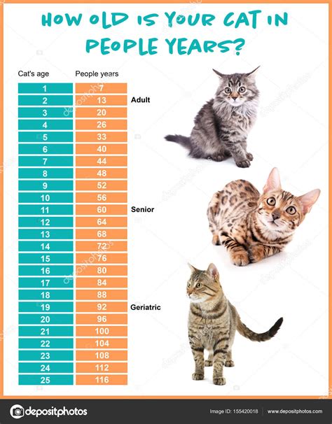 Cat Age To Human Years Chart Cat Age Chart In Human Years Calculator