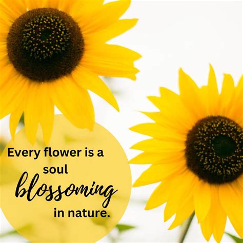 Red Sunflowers: The Best Growing Guide - Green Garden Cottage