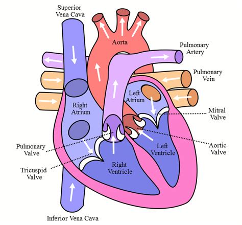 Image result for Simple Blood Circulation