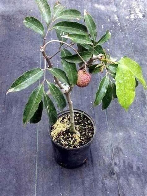 SANJU Fruit Plants Seedless Litchi Plant,Lychee Lichu (Air Layering ...