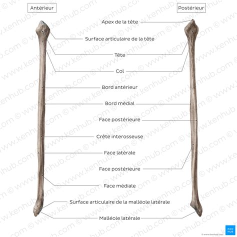 Anatomie, structure, fonctions | Kenhub